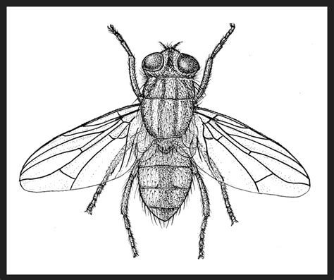 Drawings of Dairy Pests by Joe MacGown