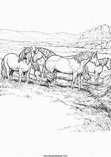 horse Free Coloring Pages Online Print sketch template