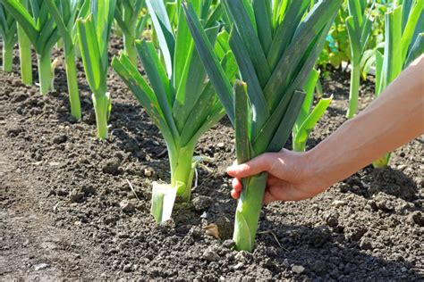 What’s The Best Time To Harvest Leeks?