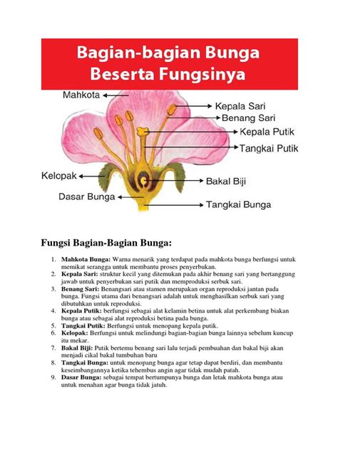 Bagian Bagian Bunga Dan Fungsinya Kelas 4 - IMAGESEE