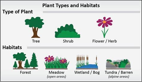 plant habitat | Trees to plant, Habitats, Habitat activities