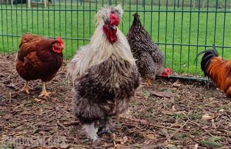 Silkie Rooster: Hen vs. Rooster (With Pictures) | Chicken Fans