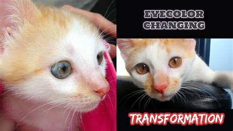 AMAZING EYECOLOR changing TIMELINE of my Kitten!! 👀♡ - YouTube