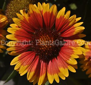 Perennial: Gaillardia x grandlflora - Herbaceous Perennial Information ...