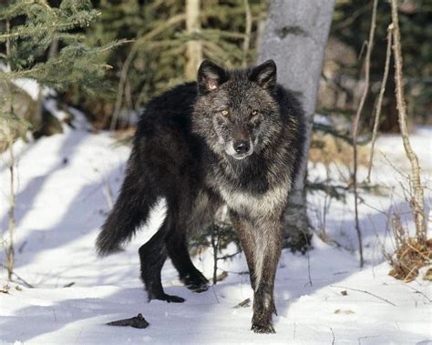 Black wolf in the snow, lovely, snow, black, beauty, wolf, HD wallpaper | Peakpx