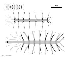 Hallucigenia - Vikipedi