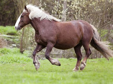 Meet The Endangered Black Forest Horse Of Germany