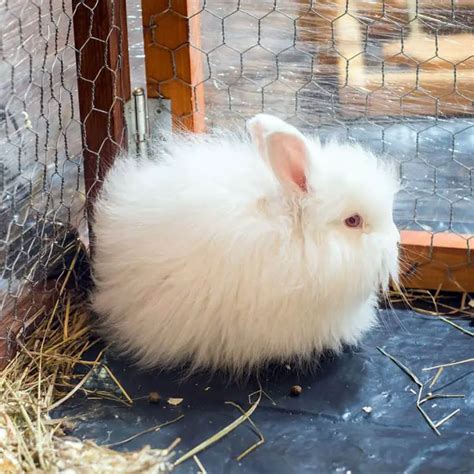 25 White Rabbit Breeds With Pictures & Videos