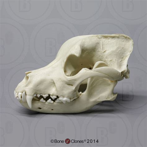 Pit Bull Dog Skull - Bone Clones - Osteological Reproductions