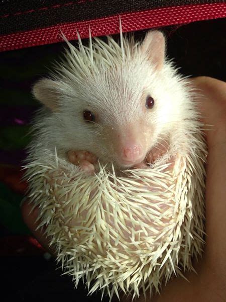 AVMA Media Library | Pod Casts | Hedgehogs as pets | Pets, Animals, Pocket pet