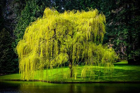 How to Grow and Care for Willow Trees | Gardener’s Path