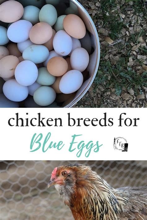 Chickens that Lay Blue Eggs | Family Food Garden | Easter egger chicken eggs, Blue eggs ...