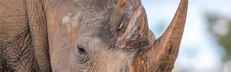 A closer look at the diets of the 5 Rhino Species on Earth | Rockwood