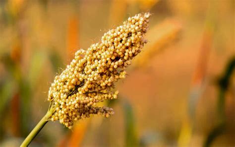 Jowar (Sorghum) - Benefits, Nutrition, & Recipes - HealthifyMe