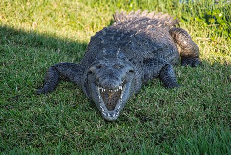 Are Alligators Cold Blooded?