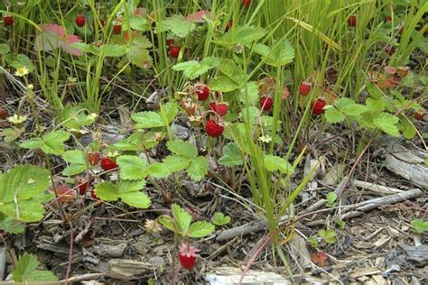 What Are Some Flowers Found in the Taiga? | Sciencing