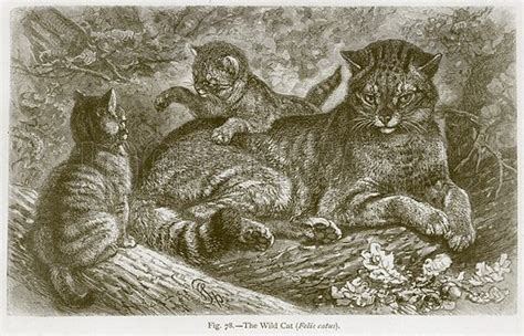 The Wild Cat (Felis Catus) stock image | Look and Learn