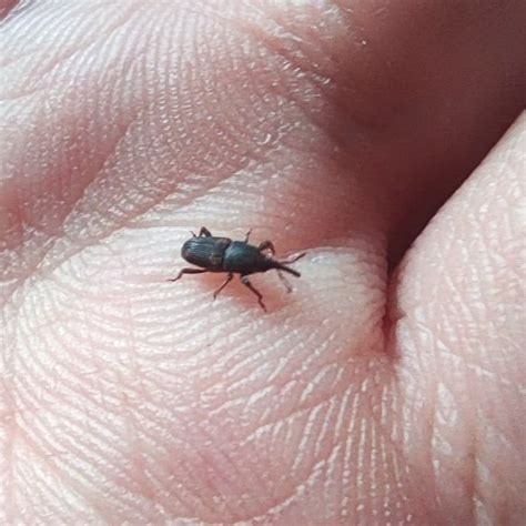 Rice Weevil: Identification, Life Cycle, Damage, Treatment, FAQs