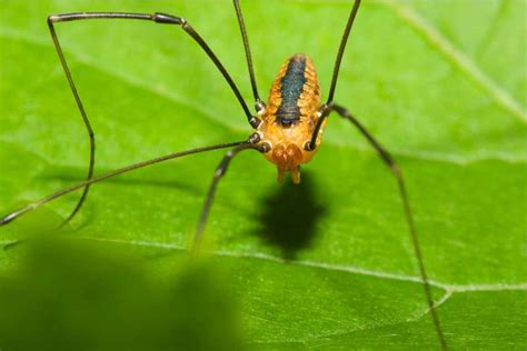 The Bunny Harvestman Spider! What Is It? | Spiders Planet