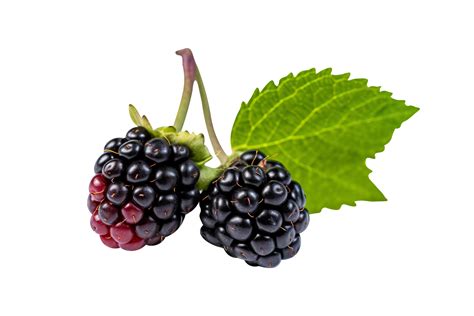 Fresh blackberry isolated on transparent background 27143750 PNG