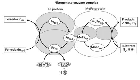 Leghemoglobin