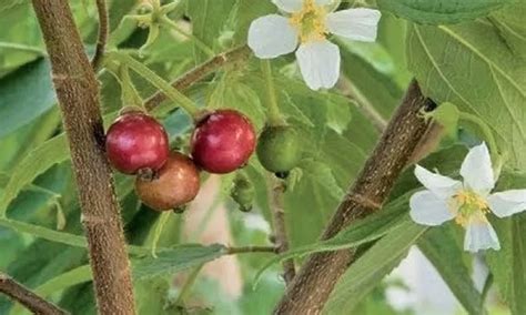 Mengenal Buah Kersen, Buah Pinggir Jalan yang menyehatkan - ikidangbang