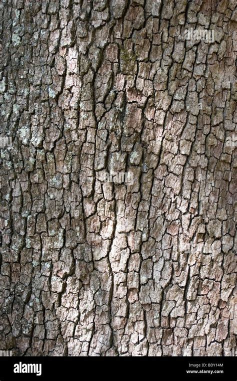 Bark of a Southern Live Oak tree Stock Photo - Alamy