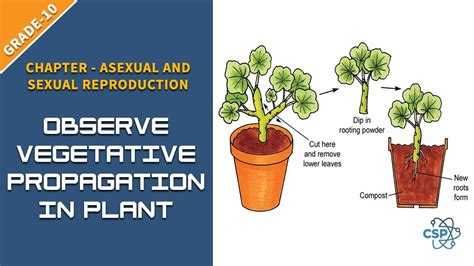 Vegetative Propagation Asexual Reproduction Worksheet Worksheet - Riset