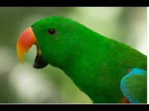 My Parrot crying like Baby - YouTube