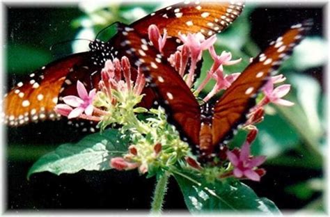 Cockrell Butterfly Center: Houston Museum of Natural Science | WanderWisdom