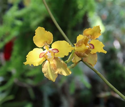 Amazon Orchid Facts - Rainforest Cruises