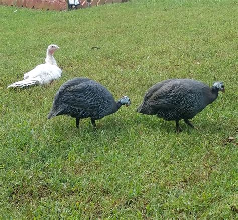 Royal Purple Guinea Fowl for Sale | Cackle Hatchery®