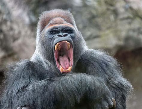 Watch This Buff Gorilla Land an Epic Punch on His Brother While Eating ...