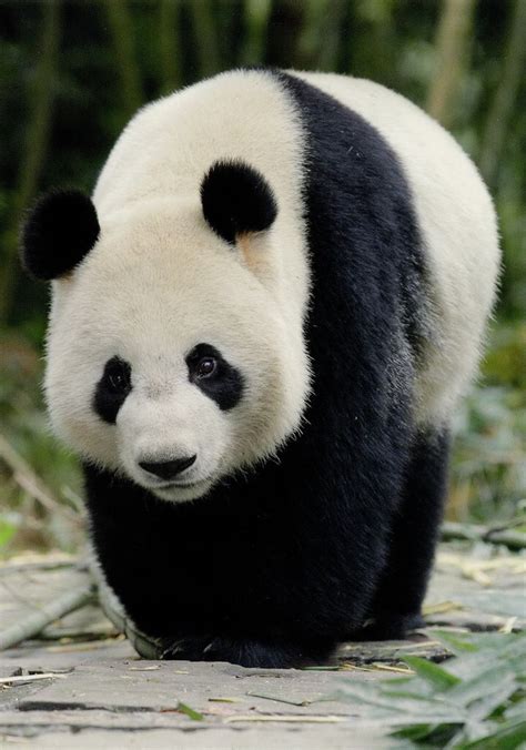 388 best Panda Photos images on Pinterest | Adorable animals, Baby panda bears and Panda bears