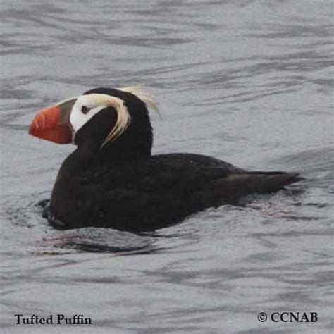 Tufted Puffin (Fratercula cirrhata) - TUPU