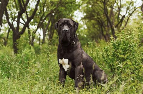 Boerboel 4 Colors & 4 Markings: Get To Know This Dog's Coat