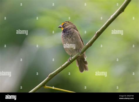 A female Cuban Grassquit Stock Photo - Alamy