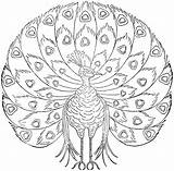 Free Printable Peacock Coloring Pages For Kids sketch template