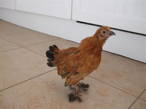 Booted Bantam | Chickens | Breed Information | Bantam chickens, Bantam ...