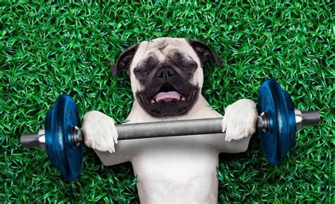 How physiotherapy can help your pet with arthritis: exercise ...