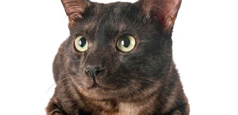 Black Bengal Cat - Melanistic Bengal Traits And Care