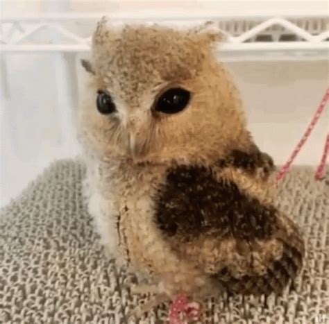 Owl Winking GIFs | Tenor