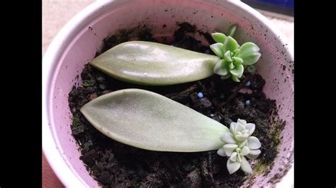 Propagating Succulents From Leaves - YouTube