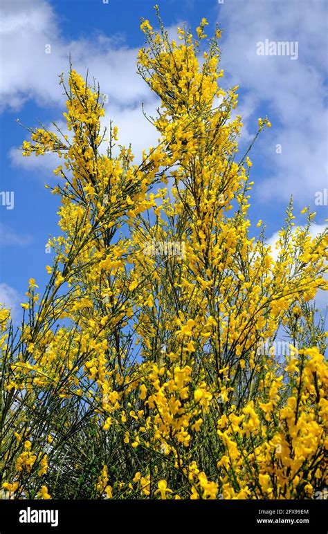 flowering broom tree, cytisus scoparius, norfolk, england Stock Photo ...