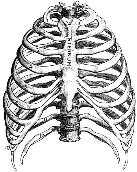 Skeleton Ribs Drawing at PaintingValley.com | Explore collection of Skeleton Ribs Drawing