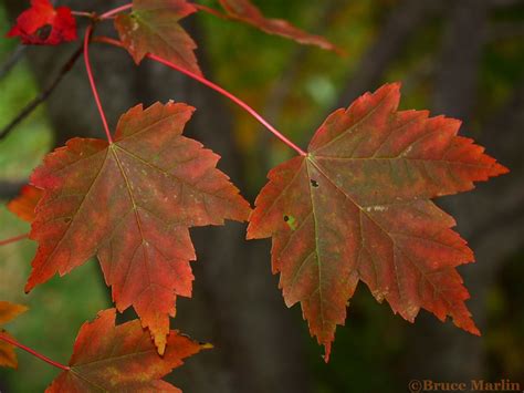 Tree Encyclopedia - North American Insects & Spiders