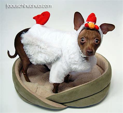 Chihuahuas dressed up in Halloween costumes!