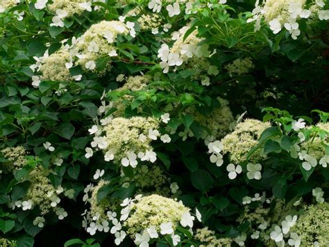 Climbing Hydrangea Pruning – How To Prune Climbing Hydrangea Vines | Climbing hydrangea ...