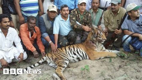 Man-eating tigress shot dead in India after six-week search - BBC News