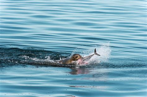 California Sea Lion Feeding Photograph by Christopher Swann/science ...